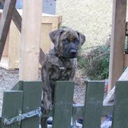 Blanding af racer Coda