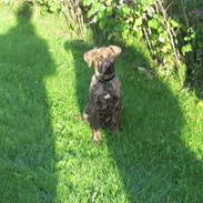 Blanding af racer Coda