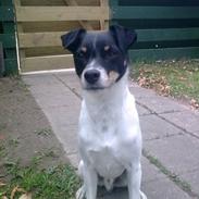 Dansk svensk gaardhund kuzco