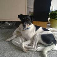 Dansk svensk gaardhund kuzco