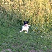 Dansk svensk gaardhund kuzco