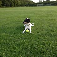 Dansk svensk gaardhund kuzco