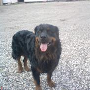 Rottweiler Daone