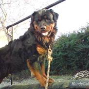 Rottweiler Daone