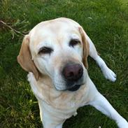 Labrador retriever Mille