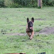 Malinois D-j ( Zerberuzdk.dk )