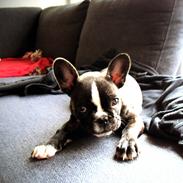Fransk bulldog Tulle