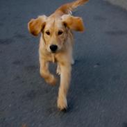 Golden retriever Scott