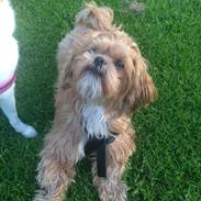 Shih tzu Mille