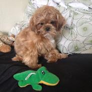 Shih tzu Mille