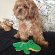 Shih tzu Mille