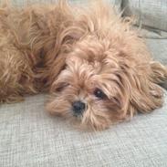 Shih tzu Mille
