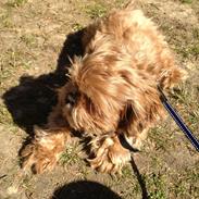 Shih tzu Mille
