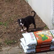 Staffordshire bull terrier Niko