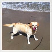 Labrador retriever Mille