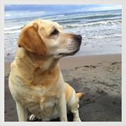 Labrador retriever Mille