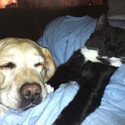 Labrador retriever Mille