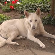 Blanding af racer jasmin