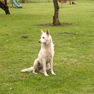 Blanding af racer jasmin