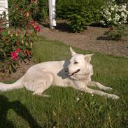 Blanding af racer jasmin