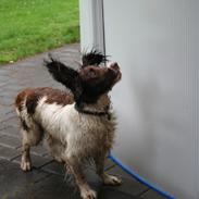 Engelsk springer spaniel Rollo