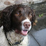 Engelsk springer spaniel Rollo