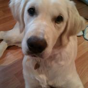 Golden retriever Molly