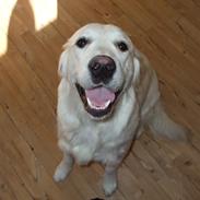 Golden retriever Molly