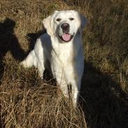 Golden retriever Molly