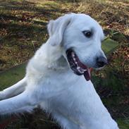 Golden retriever Molly