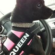 Chihuahua Mokka