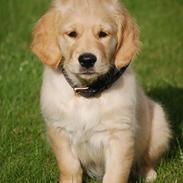 Golden retriever Scott