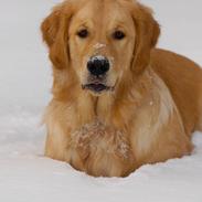 Golden retriever Scott