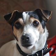 Jack russell terrier skyttegårdens Joblin (Chili)