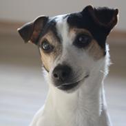 Jack russell terrier skyttegårdens Joblin (Chili)