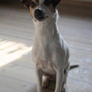 Jack russell terrier skyttegårdens Joblin (Chili)