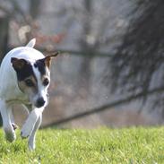 Jack russell terrier skyttegårdens Joblin (Chili)