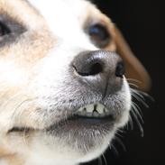 Jack russell terrier skyttegårdens Joblin (Chili)