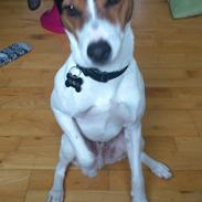 Jack russell terrier Travis