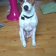 Jack russell terrier Travis