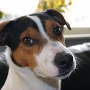 Jack russell terrier Travis