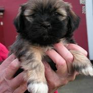 Lhasa apso Bailey