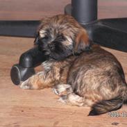 Lhasa apso Bailey