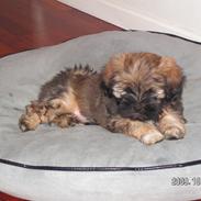 Lhasa apso Bailey