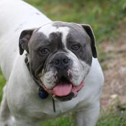 Olde english bulldogge Hugh Hefner