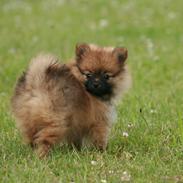 Pomeranian Calvin