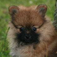 Pomeranian Calvin