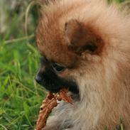 Pomeranian Calvin