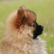 Pomeranian Calvin
