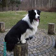 Border collie Jacki